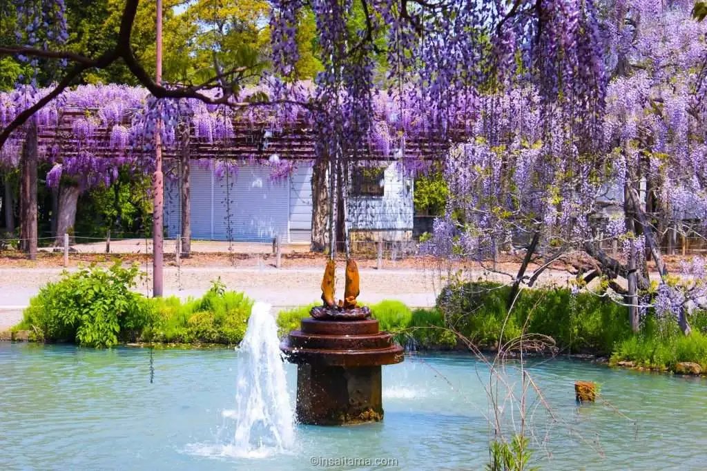 🌸 시라이 오마치 등나무 공원(시라이 오마치 후지코엔) 이미지 7